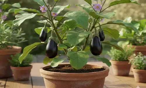 how to plant brinjal in a pot at home