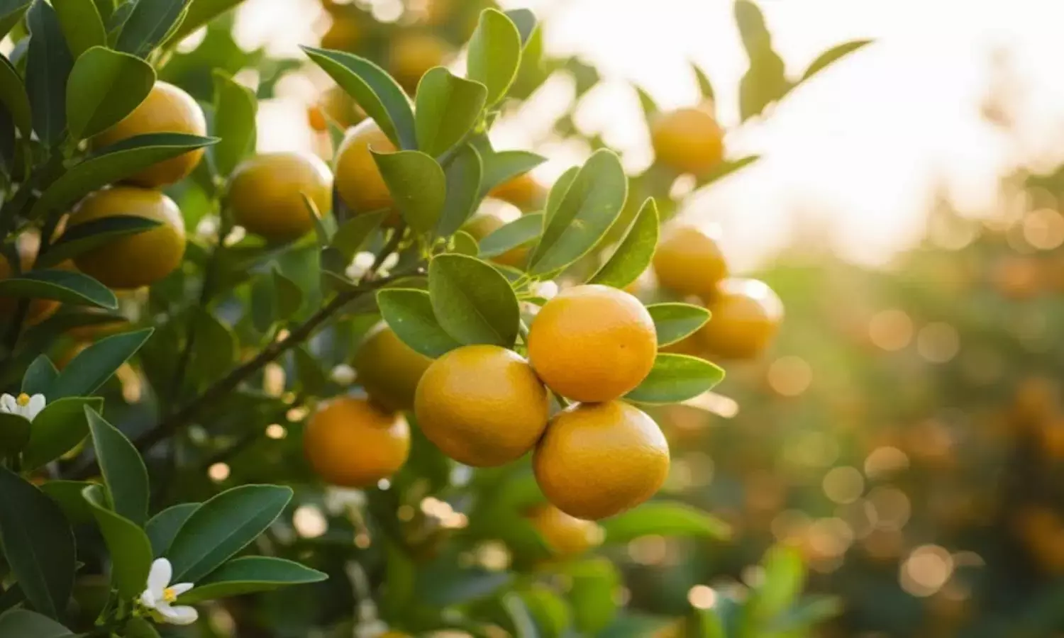 how to plant orange in a pot how to plant orange in a pot
