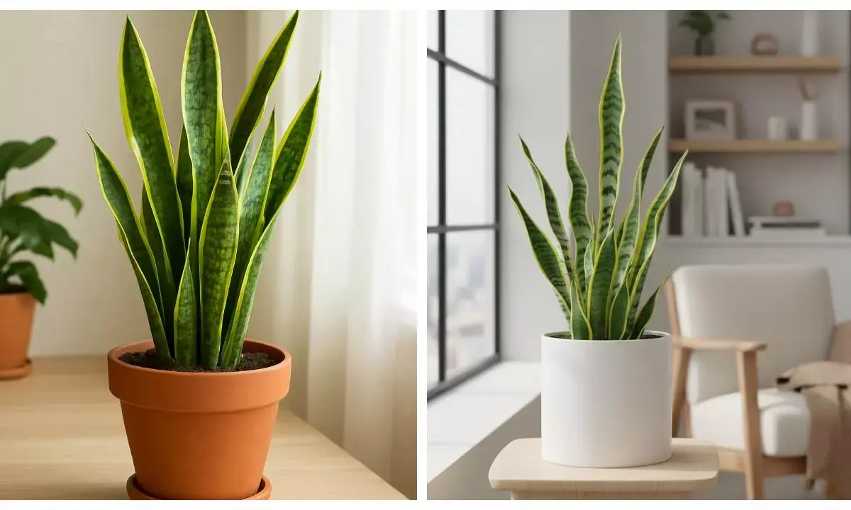 snake plant care tips