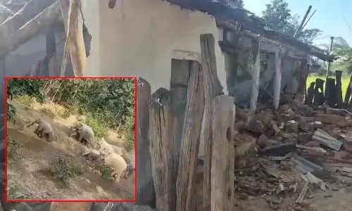 elephants herd terror