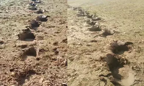 हाथी के पदचिन्ह हाथी के पदचिन्ह