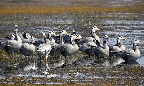 कोपरा जलाशय