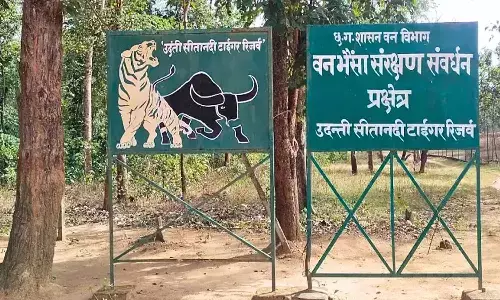 उदंती को आबाद करने की तैयारी : बाघ की दबिश के बाद छोड़े गए 60 हिरण, 80 नीलगाय भी छोड़ने की तैयारी