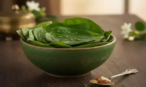 betel leaf health benefits betel leaf health benefits