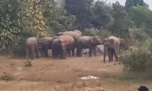 Tapkara village panic