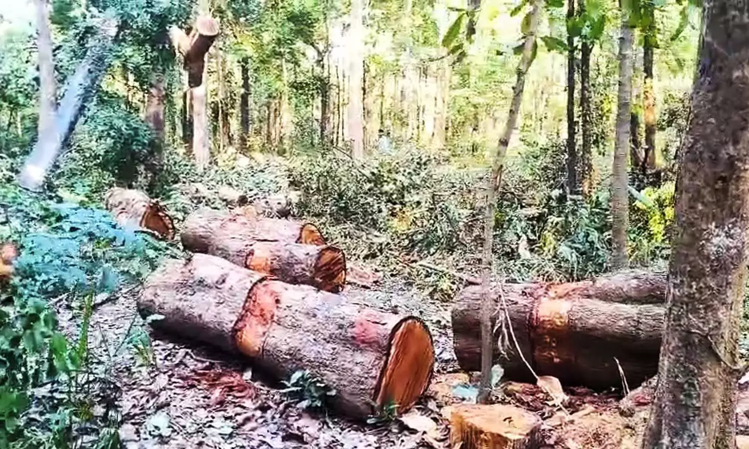 कूप कटाई की आड़ में काटे जा रहे हरे-भरे पेड़ कूप कटाई की आड़ में काटे जा रहे हरे-भरे पेड़