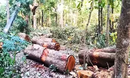 कूप कटाई की आड़ में काटे जा रहे हरे-भरे पेड़ कूप कटाई की आड़ में काटे जा रहे हरे-भरे पेड़