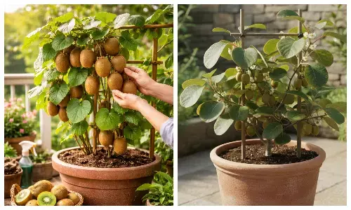 how to plant kiwi in  a pot