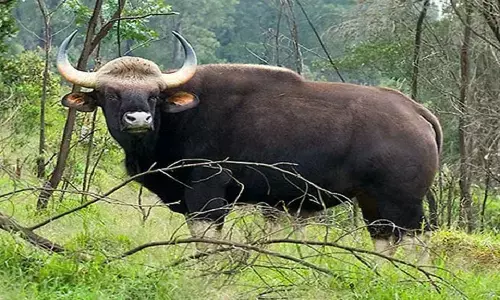 कवर्धा में दो बाइसन की संदिग्ध मौत