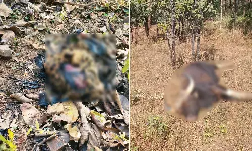 छत्तीसगढ़ में थम नहीं रहा वन्यजीवों का शिकार : कवर्धा जिले में सड़ी- गली हालत में मिली तेंदुए की लाश, भोरमदेव अभ्यारण में दो बाइसन की मौत