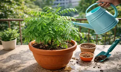Curry leaves plant care tips at home