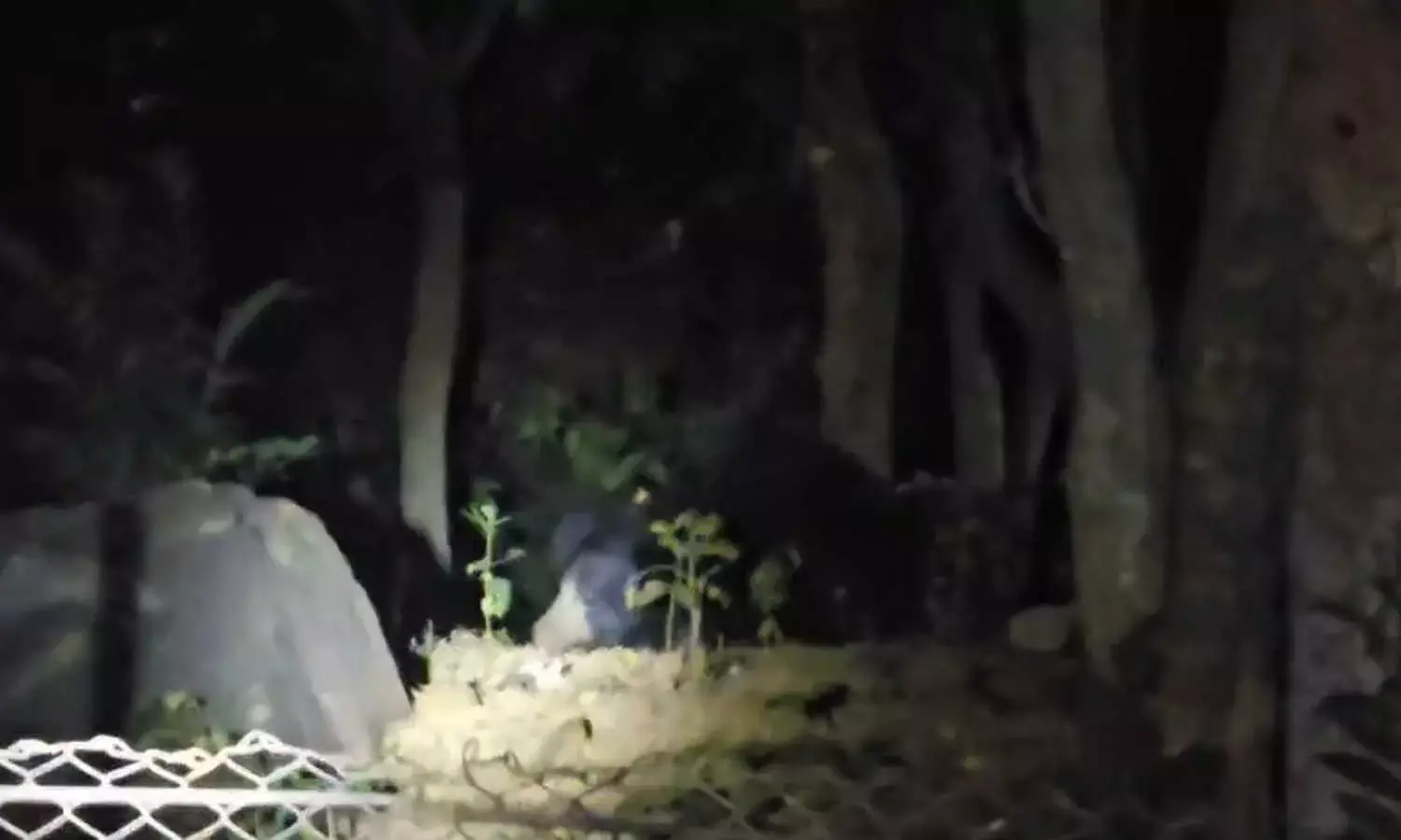 सप्तगिरि पार्क के पास दिखा भालू सप्तगिरि पार्क के पास दिखा भालू