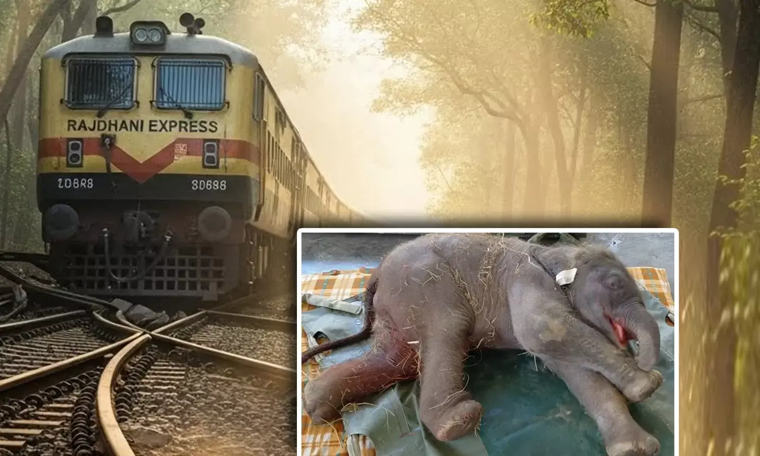Train Hit Elephant