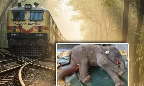 Train Hit Elephant