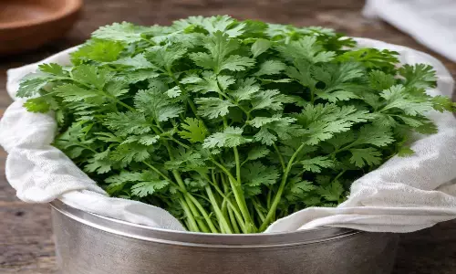 How to keep coriander fresh without fridge