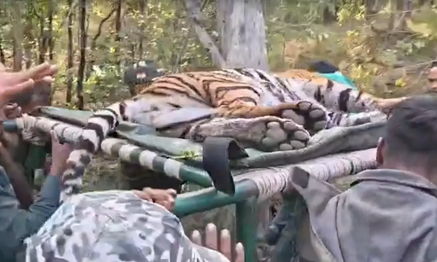 pench tiger reserve tigress shifted rajasthan