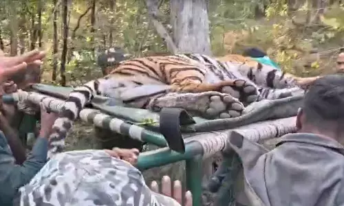 pench tiger reserve tigress shifted rajasthan