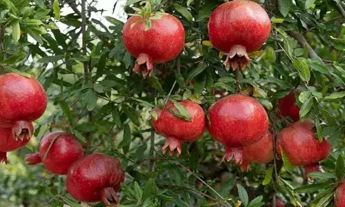 Pomegranate plantation tips