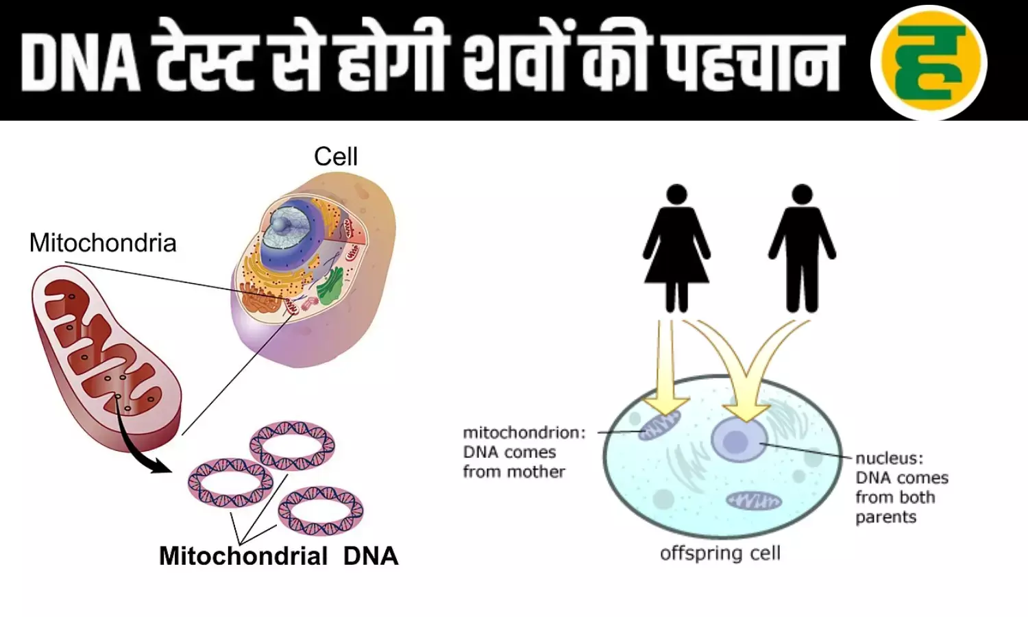क्या है माइटोकॉन्ड्रियल डीएनए तकनीक? जिससे जली हुई हड्डियों से भी हो सकेगी मृतकों की सटीक पहचान