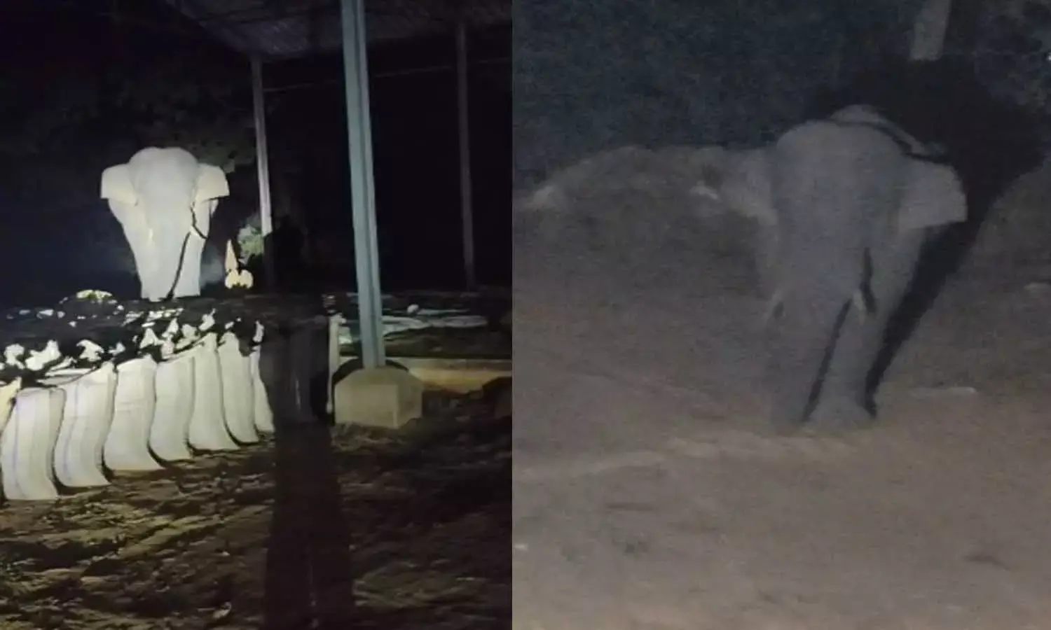 खरीदी केंद्र में पहुंचकर धान खा रहे हाथी