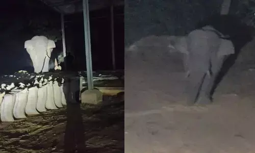 खरीदी केंद्र में पहुंचकर धान खा रहे हाथी