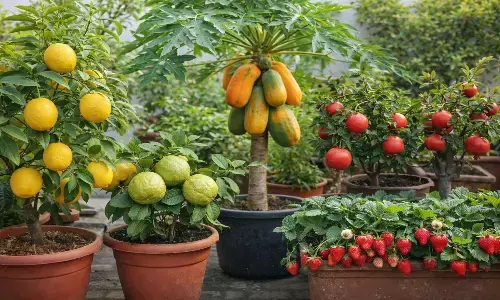 best fruit plants for home garden