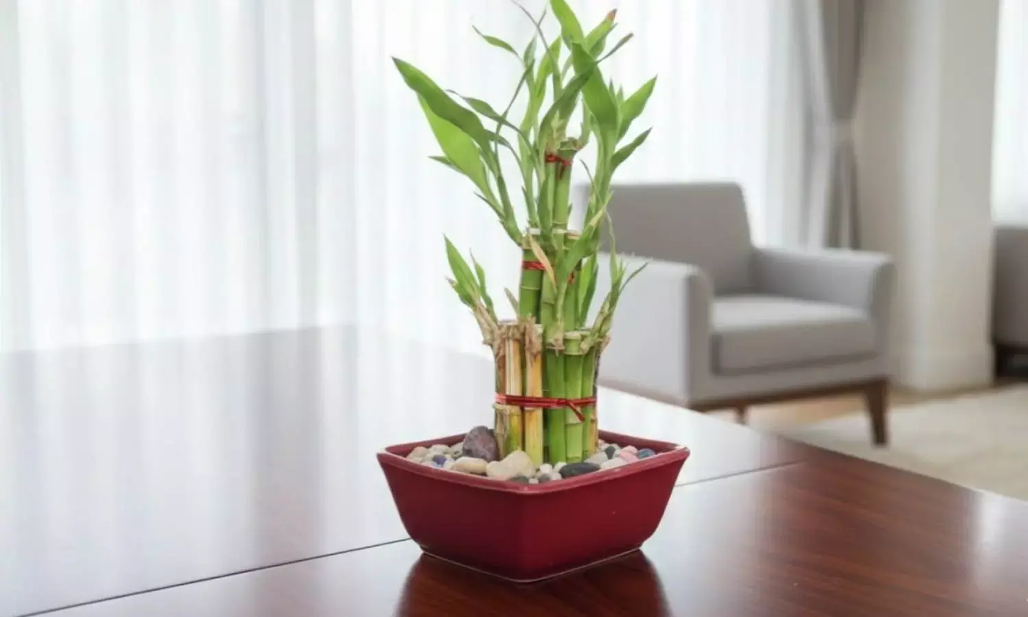 How to care for lucky bamboo plant