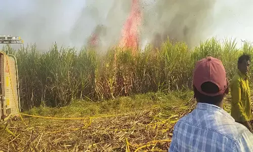 गन्ने के खेत में लगी आग: 15 एकड़ से अधिक की फसल जलकर खाक, लाखों का नुकसान
