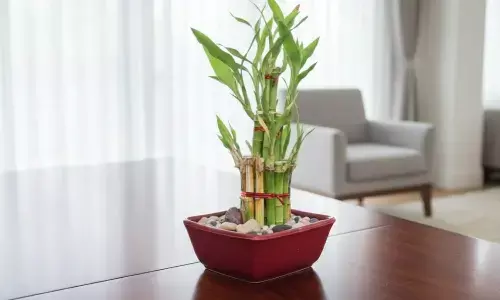 How to care for lucky bamboo plant