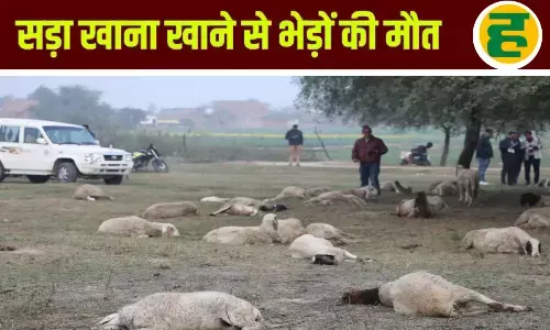 राष्ट्र प्रेरणा स्थल के पास 71 भेड़ों की मौत, सीएम योगी ने दिए जांच और मुआवजे के आदेश