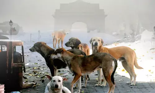 Politics on Stray Dogs