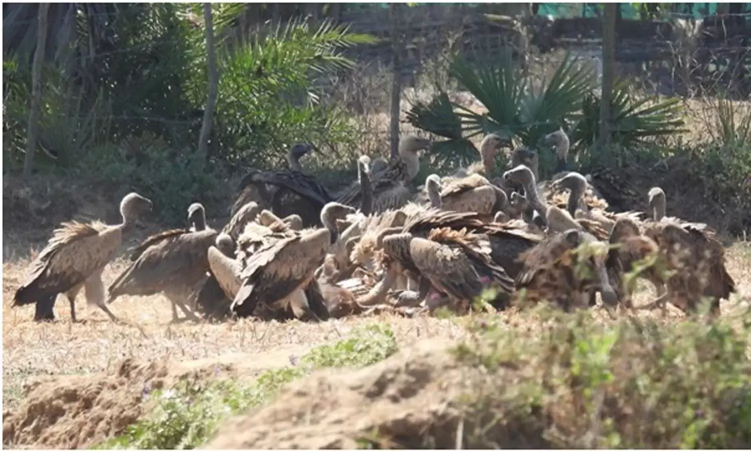 गिद्ध संरक्षण में छत्तीसगढ़ की नई उड़ान : इंद्रावती टाइगर रिजर्व बना देश का मॉडल, गिद्धों के लिए हुई