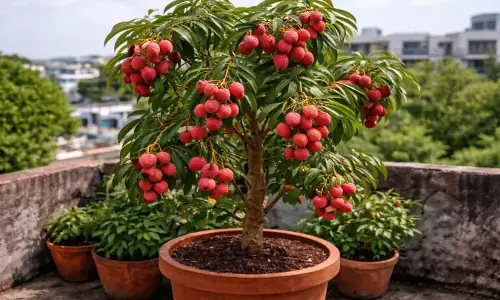 how to plant lychee in a pot at home