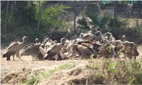 गिद्ध संरक्षण में छत्तीसगढ़ की नई उड़ान : इंद्रावती टाइगर रिजर्व बना देश का मॉडल, गिद्धों के लिए हुई