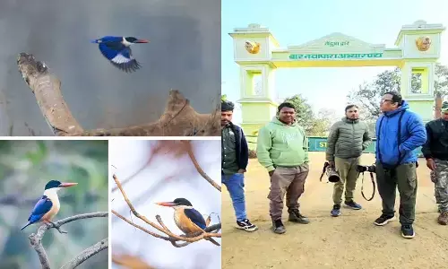 बार नवापारा में दिखा दुर्लभ ब्लैक-कैप्ड किंगफिशर