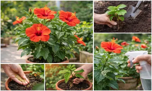 hibiscus plantation tips