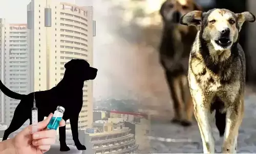 air pollution and stray dogs become centre of delhi politics