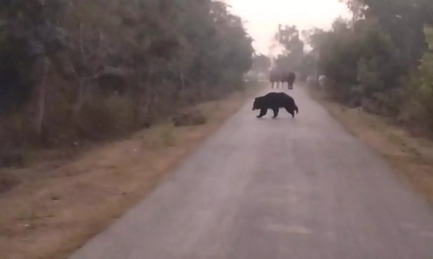 पलारी- धमनी के जंगलों में भालू की दस्तक : वन विभाग ने इलाके में जारी किया अलर्ट, लोगों को सतर्कता बरतने की दी सलाह पलारी- धमनी के जंगलों में भालू की दस्तक : वन विभाग ने इलाके में जारी किया अलर्ट, लोगों को सतर्कता बरतने की दी सलाह