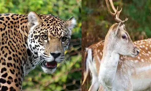 रिहायशी इलाके में तेंदुए ने किया हिरण का शिकार