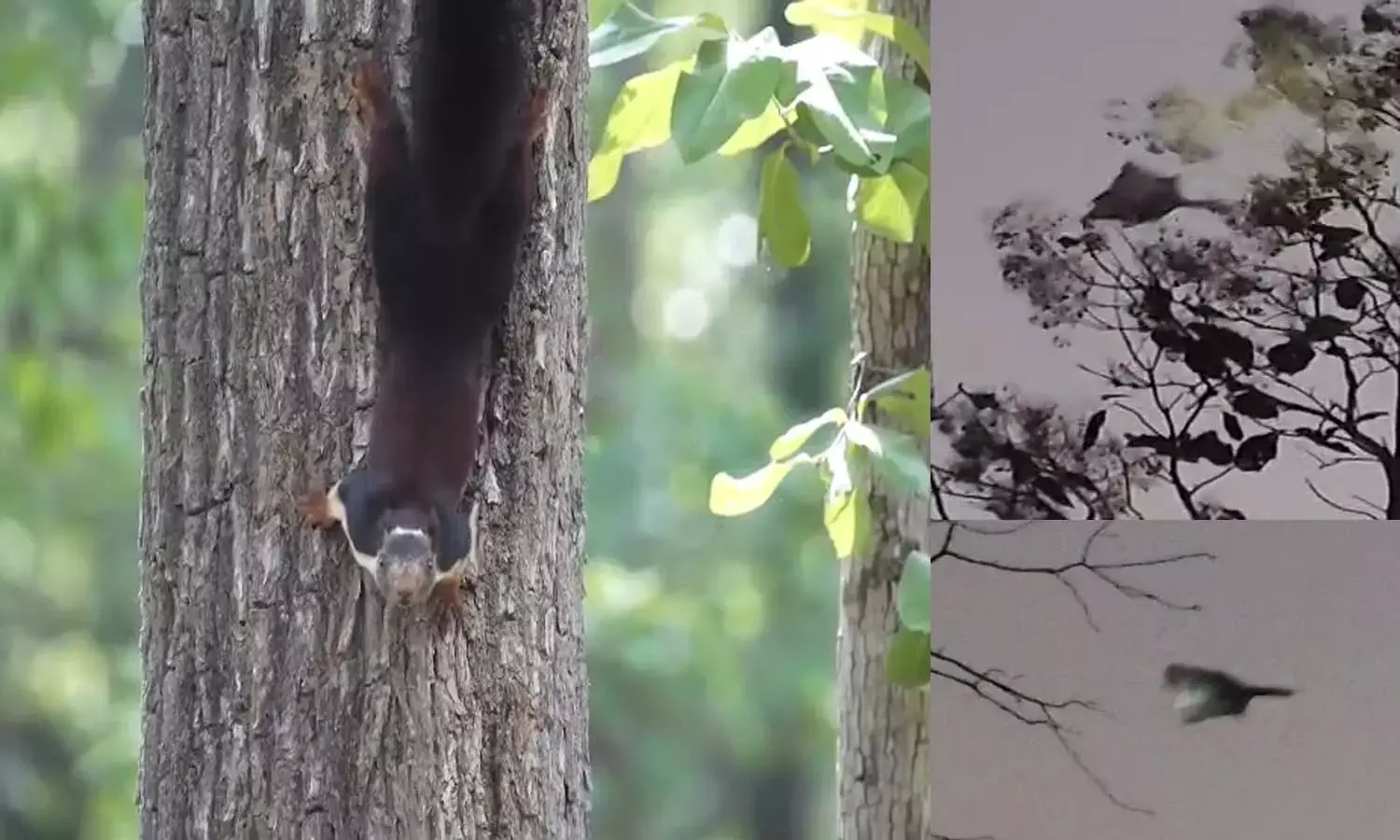 Indian giant flying squirrel Indian giant flying squirrel