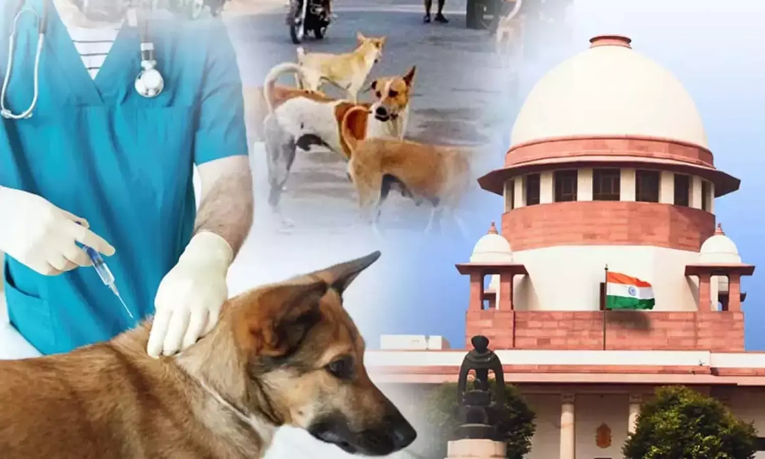 Supreme Court latest order on stray dogs