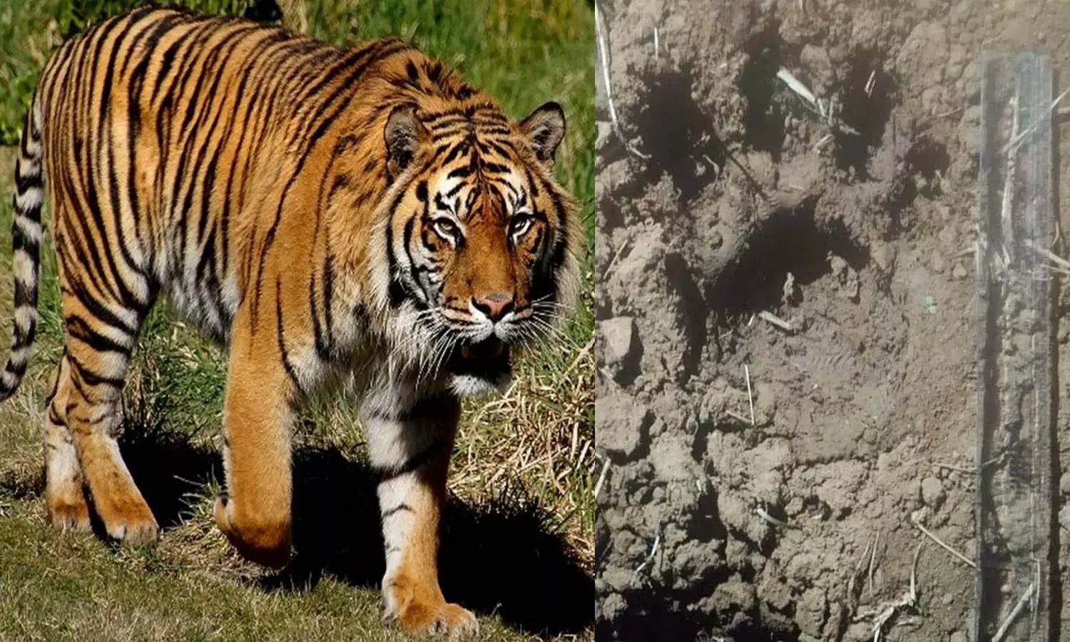 बाघ ने सप्ताहभर में मार डाले 13 मवेशी : बस्तर में वन विभाग ड्रोन से कर रहा निगरानी, तीन क्षेत्रों में 25 अधिकारी- कर्मचारियों की टीम तैनात