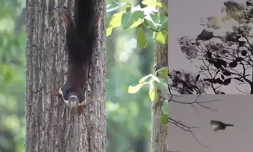 Indian giant flying squirrel