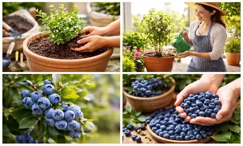 blueberry plantation and care tips