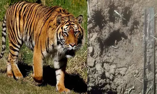 बाघ ने सप्ताहभर में मार डाले 13 मवेशी : बस्तर में वन विभाग ड्रोन से कर रहा निगरानी, तीन क्षेत्रों में 25 अधिकारी- कर्मचारियों की टीम तैनात