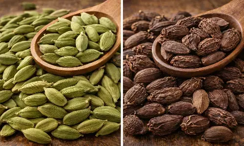 green cardamom vs black cardamom difference and benefits