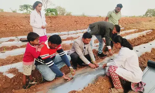 सब्जी उत्पादन