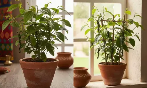 Black Pepper Plantation tips