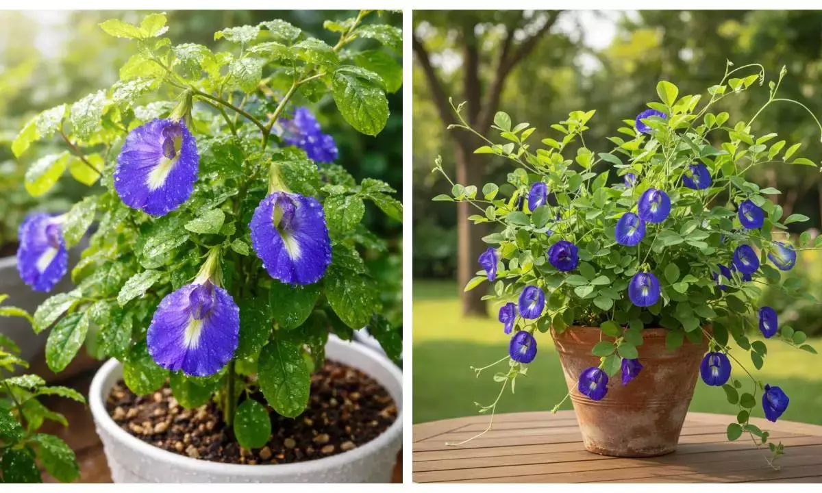 Aparajita plant care tips in winter