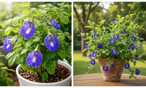 Aparajita plant care tips in winter